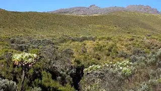 Mount Kenya&rsquo;s Forests Are Shrinking and Its Rivers Are Paying the Price