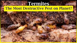 Termites Facts: Unraveling the Mysteries of Termites | HukPuk