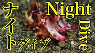 【ナイトダイビング、Night dive】昼と夜で違うの!?レンべでナイトダイビングしたら不思議な生き物達にメロメロになった。Night dive at Lembeh.
