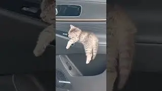 #cat #funny #happycats #catmemes #music #memes #trending #trendingshorts #tiktok #new #reels #SJ
