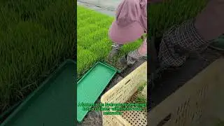 Soil-Free Seedling Roll-Up｜Root Protection Transplant｜Farming Tech Breakthrough