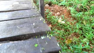 Jim Landrith's Panama- Isla Coiba Leafcutter Ants