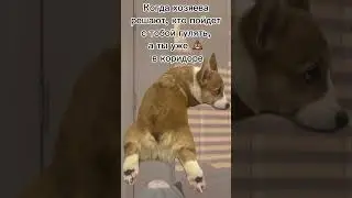 Щенки они такие 😂💩 #корги #corgi #funnycorgi #щеноккорги #смешныевидео #dog