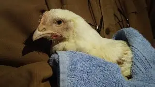 Is there any point saving one animal, when thousands are left suffering at the same farm?