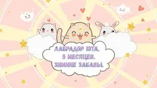 Лабрадор Юта, 5 месяцев