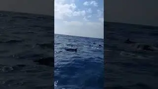 Dolphins leading us the way!🐬 Magical moments on board😍