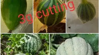 #3g/4g cutting, watermelon, muskmelon, cucumber, bottle gourd 🍉