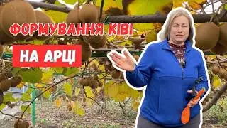 Ківі на арці: як легко сформувати🥝 