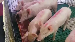 NEW F1 Piglets FROM THE US Breed