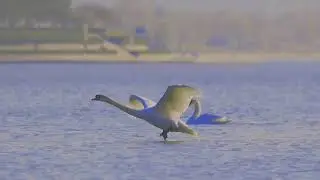 Big Bird Landing on Water#shorts(#thecontent)