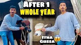 Meri Cow Ne Mujh Par Attack Kar Diya 😱 After 1 Year | Angry Cow😳