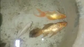 #Hamari Gali ki vajah se koi fish mar gai 😭 milky white koi fish black and golden koi fish