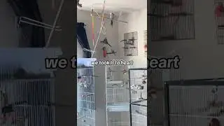 #indoor #aviary #bird #pet #parrot #budgie #cockatiel #room #toys #enrichment #diy #affordable #cute