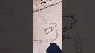 Ular bandotan macan/Jali (Ptyas mucosa)Tidak berbisa