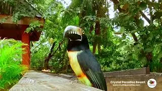 Welcome to Crystal Paradise Resort