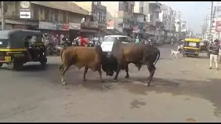 Have You even seen Bull fight? | Next News Post