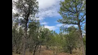 Lot/Land for sale - 3248 Jeep Trail, Overgaard, AZ 85933