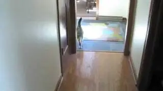KittyWalk