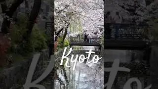 See You Next Year, Kyoto Sakura 2026 #japan #anime #travel #kyoto