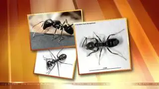 Las Vegas Pest Control Tip Of The Week - Ants