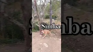 Simba😍😍😍😍#pet #amstaff#pitbull #puppy #dogshorts #pets #doglife #dog#funnydogs #lovedogs #love #dog