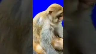 monkey green screen video #shorts