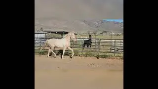 Perfectdorado perlino Tobiano American saddlebred stallion