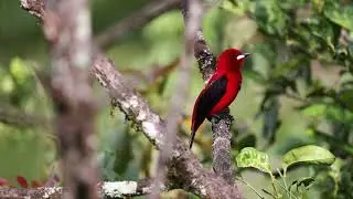 Brazilian Tanager ( Ramphocelus bresilius), Pedra D'Anta Reserve, Pernabmuco, Brazil.