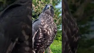 Gyrfalcon 😍🦅 #falconry #birdofprey #eagleinflight