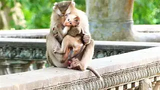 Very Pity For Baby Michael That He Is Weaned By Mother Molia