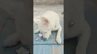चुपचाप खाना सुकून का पल #dogcomedy #funny #pets