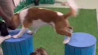 Pet Pavilion Abu Dhabi Veterinary Clinic - Dog Training