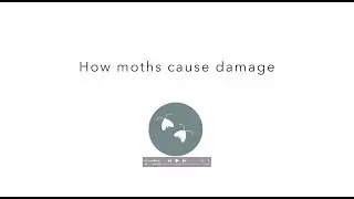 How clothes moths cause damage