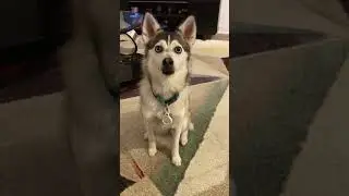 Communicate with dogs without barriers 🐶🤣#funny #pets #dog #dogs #funnydog #foryou