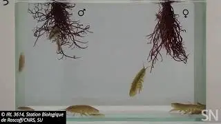 Tiny crustaceans spread red algae&rsquo;s sex cells | Science News