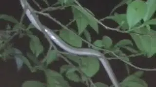 Beddome's Cat Snake