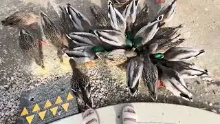 Feeding Wild Ducks in the Park &mdash; They Got So Close they visit me again