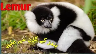 Lemur | Lemur video | Monkey | Ring tailed Lemur | Lemur ask for back scratch | infopedia_jm