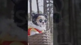 sort!sorts!fun sort!funny sort!animal sort!song!hindi song!@kirshna story