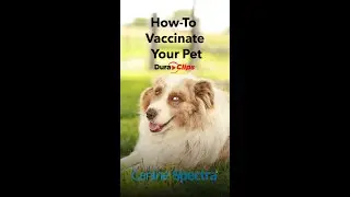 How-To Vaccinate Your Dog With Canine Spectra&reg;
