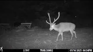 Backyard Trail Cam Moments  132