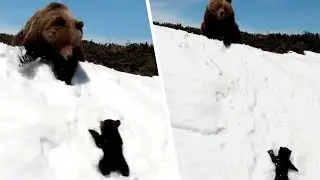 Il cucciolo scivola sul fianco della montagna sotto lo sguardo impotente di mamma orso