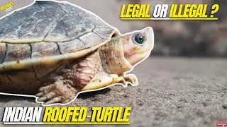 Indian Roofed Turtle🐢 |All Details Explained |