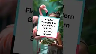 Why Are Flamingos Born Gray but Turn Pink The Surprising Answer