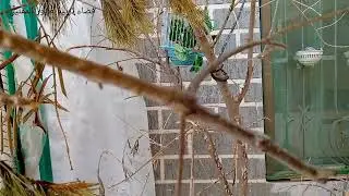 لماذا يأكل الحسون أو المقنين بيضه ؟ مفاجأة لم أكن أتوقعها لكل مربي أو مربية الحسون