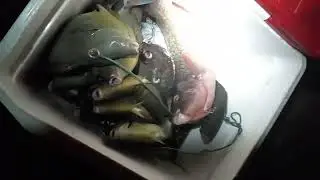 08/21/23 night time spear fishing. Guam 671, (Pni fish killers)