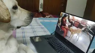 Zach's reacting to the video (Labrador dog training ,Tarikere, Chikamagalur, karnataka)