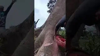 Master the Chainsaw: Precise Tree Felling and Log Processing