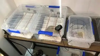 Green Tree Python Setup (Green Tree Python care)