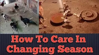 Simple Tips About Care Your Aseels In A Changing Of Season|| Birds Seasonal Diseases